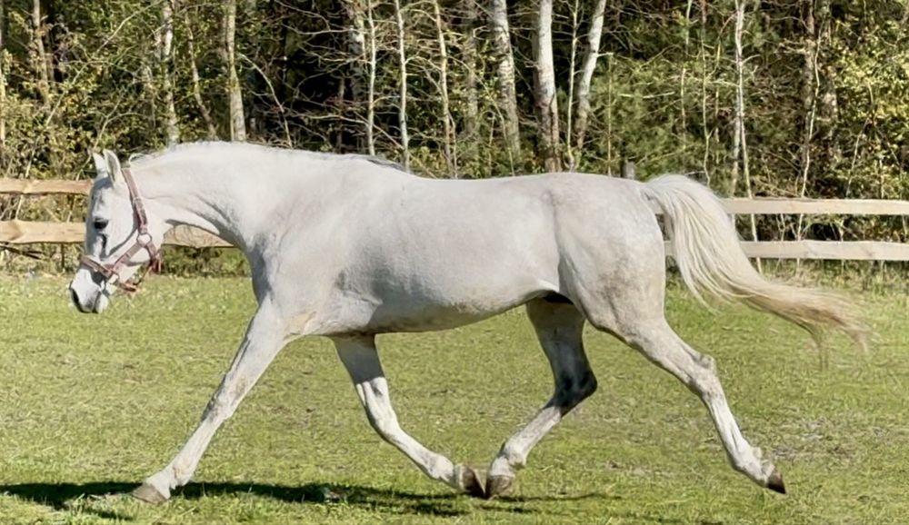 Piękny ogier arabski!