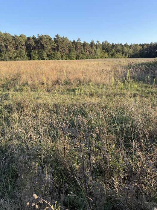 Działka budowlana 770 m² w Betkowie – ul. Cisowa, blisko lasu
