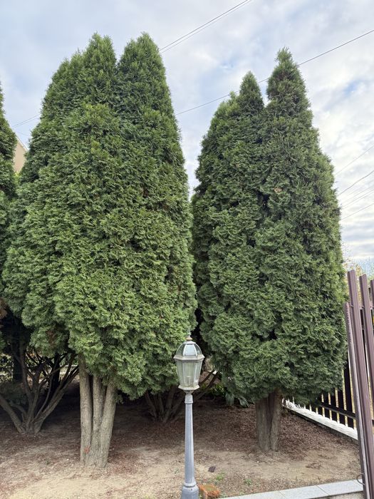 Продам великі туї