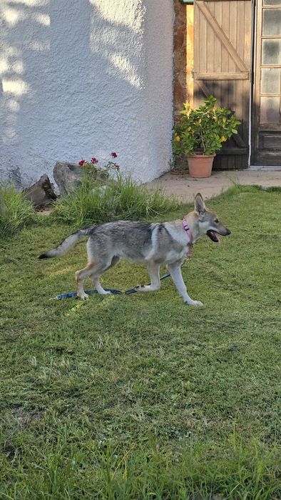 Cão lobo Checoslováco com LOP