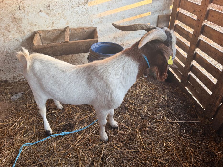 Cabrito macho de raça
