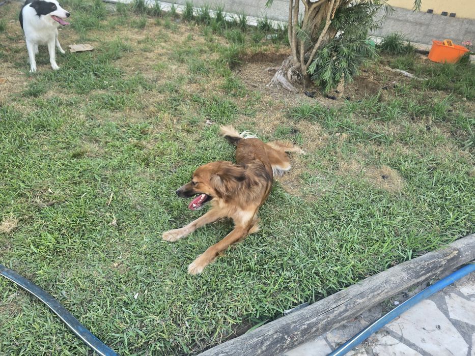 Cadeia para adopção