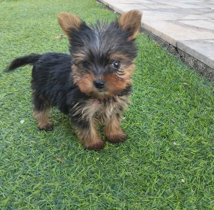 Yorkshire terrier com 2 meses, muito pequena