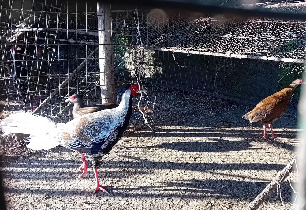 Faisões Prateados disponiveis