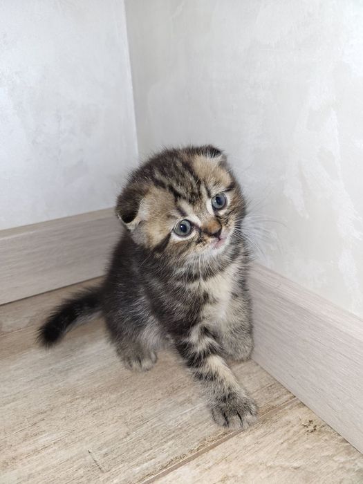 Шотландські чистокровні кошеннята .