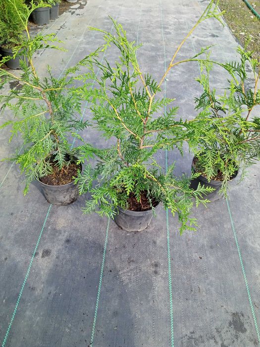 Tuja brabant 60cm