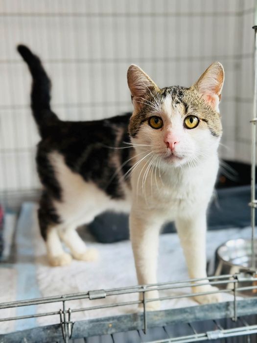 Uroczy kocurek do adopcji