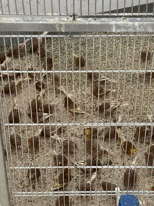 Canários Phaeo Branco ou Amarelo