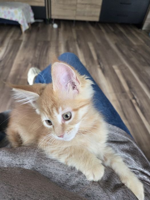 Rudy kocurek Maine Coon
