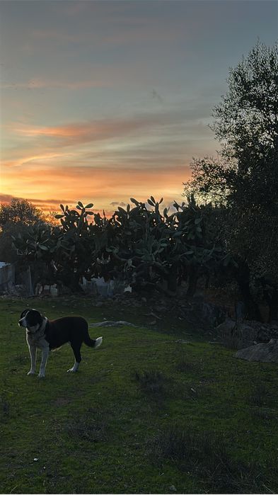 Tomamos conta do sei amigo Cão ou Gato