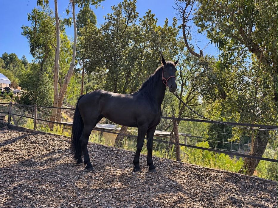 Cavalo Frisio 6 anos