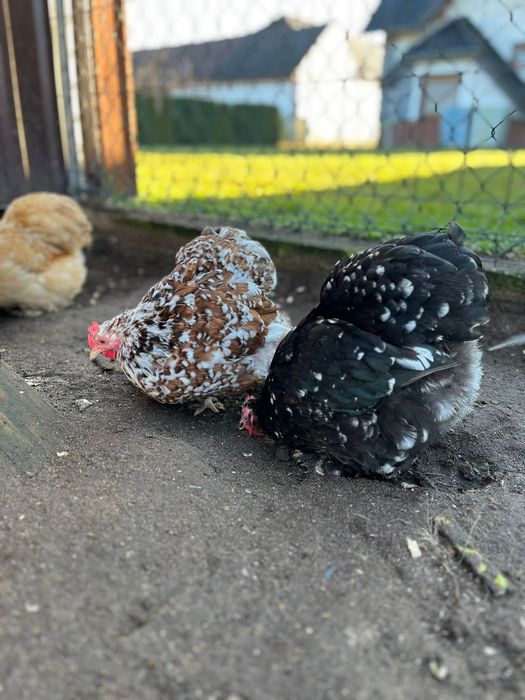 Jajka kohin miniaturowy