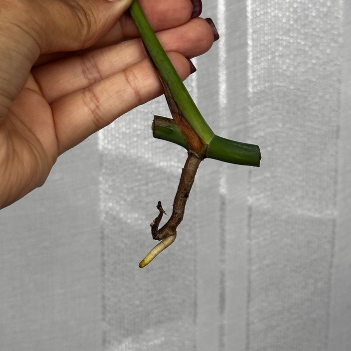 Monstera albo variegata