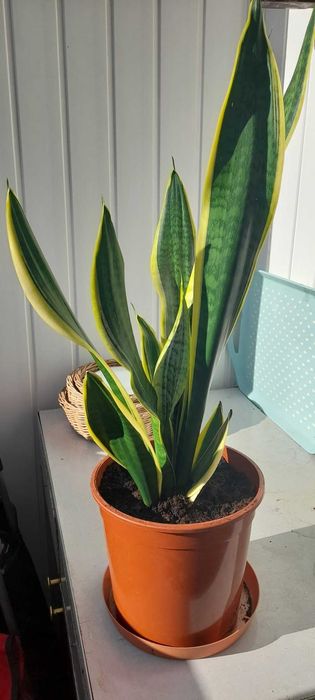 Sansewieria gwinejska język teściowej wężownica