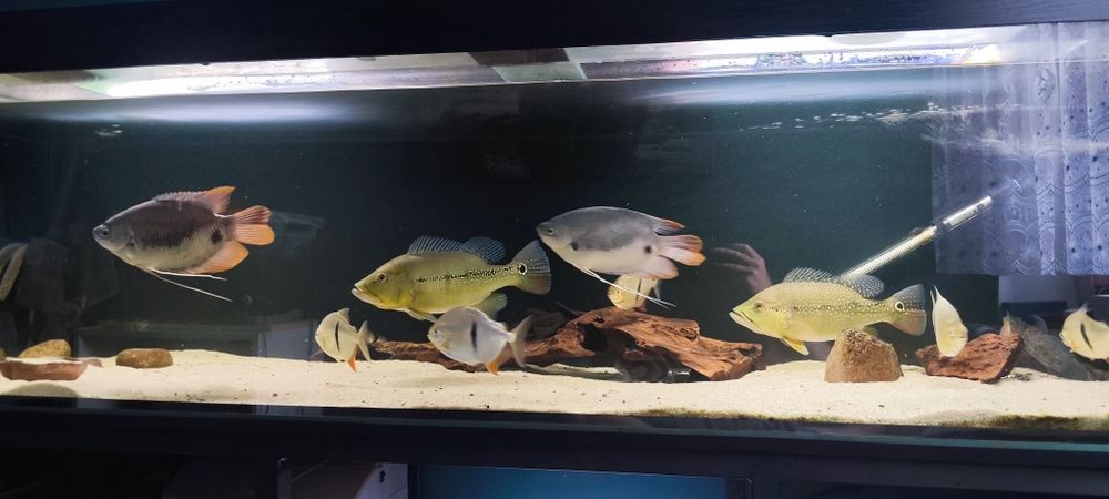 Cichla xingu 2szt