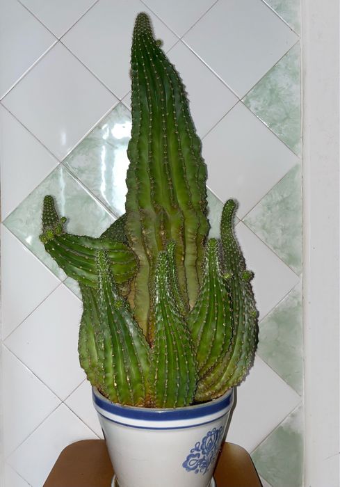 Кактус большой с множеством отростков, комнатные растения