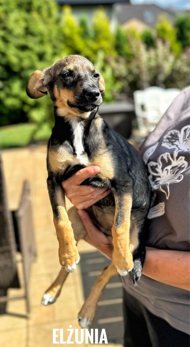 3 miesieczna suczka Elżunia, szczeniak adopcja