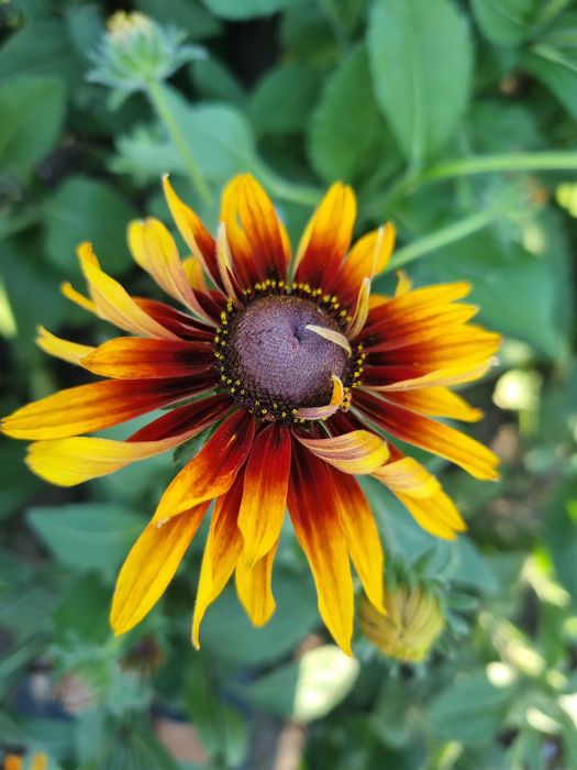 Рудбекия махровая мнголетняя