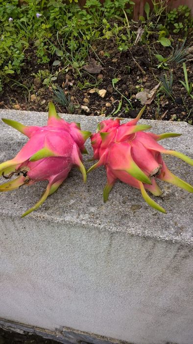 Planta Pitaya variada