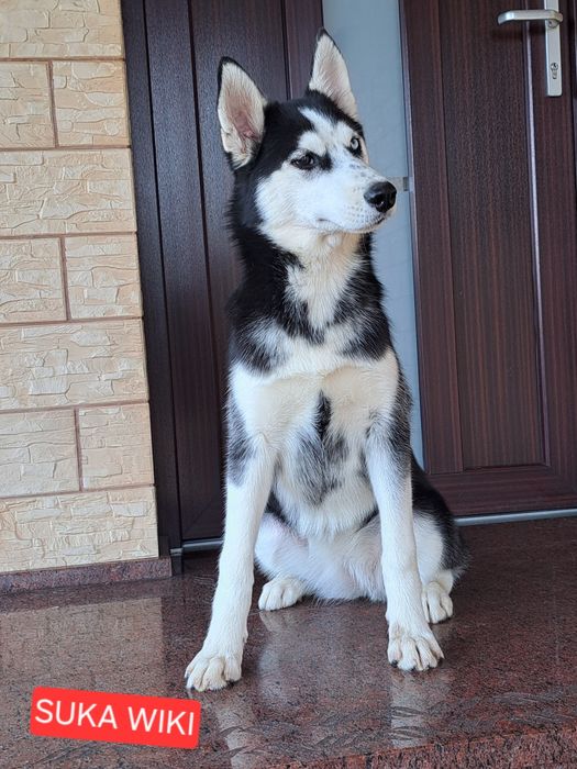 Husky Syberyjski
