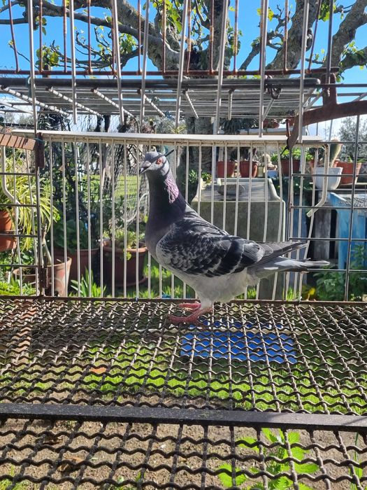 Pombos correios boa raca