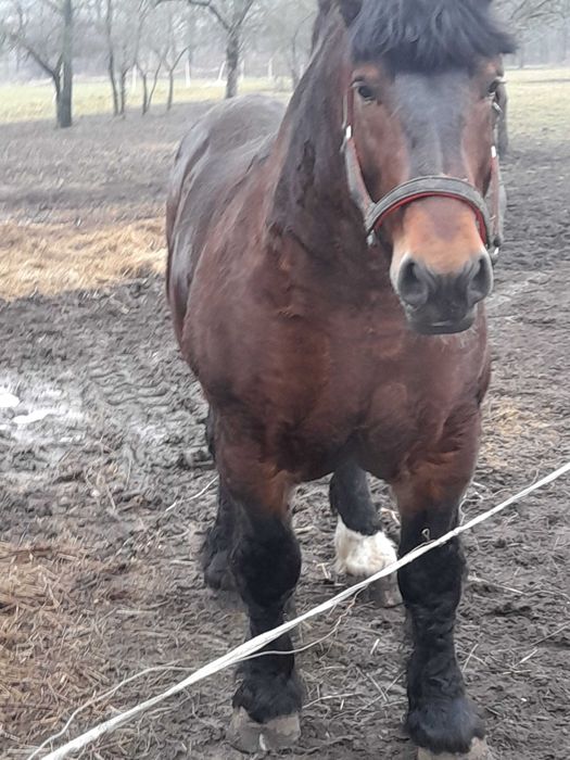 Sprzedam ogierka arden polski