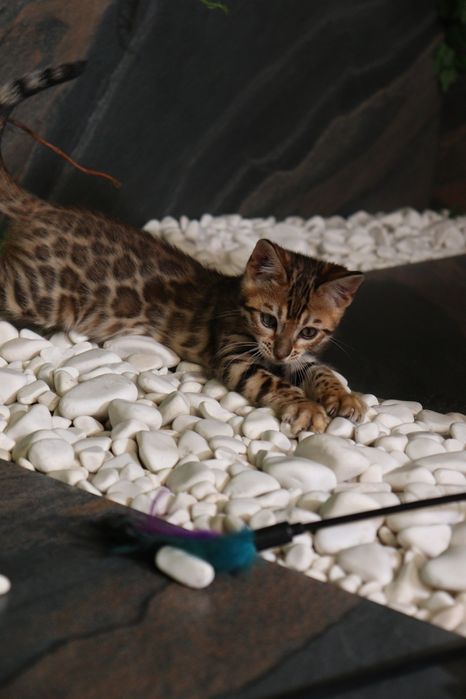 Бенгальська дівчинка Сабіна