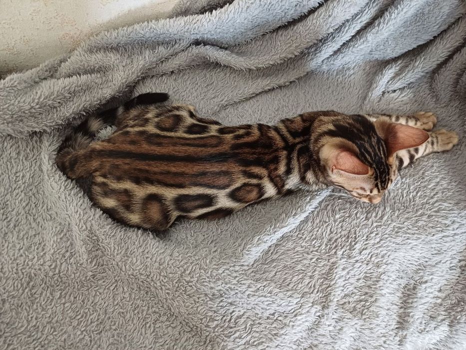 Бенгальські кошенята