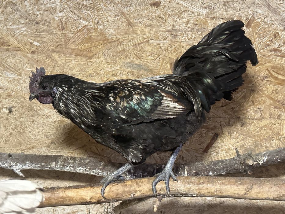 Kogut mix ayam i silka? Z mojego chowu (przydomowo)