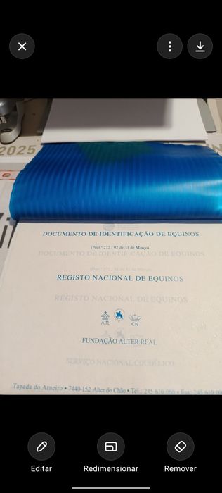Cavalo Lusitano Russo