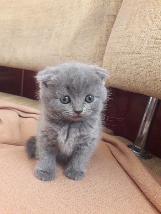Британські кошенята