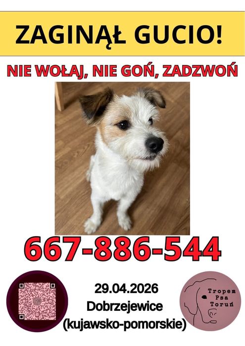 Zaginal moj kochany pies