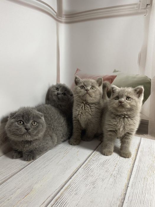 Шотландские котята девочка страйт