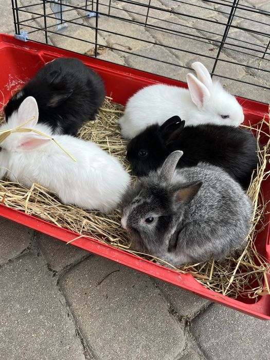 Króliki miniaturki