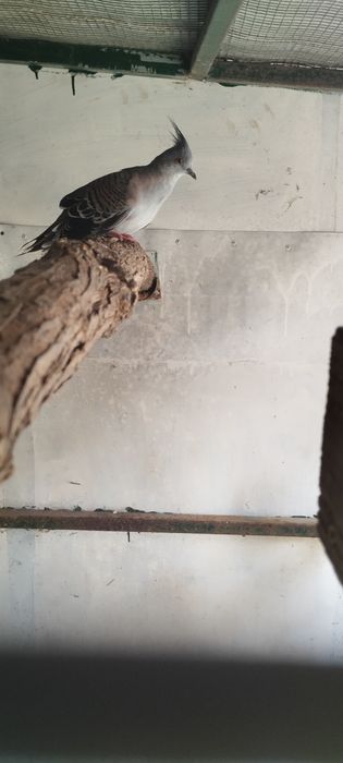 Casal de Rolas de Crista