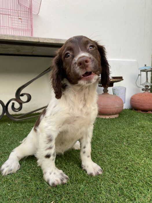 English  Spriger Spaniel