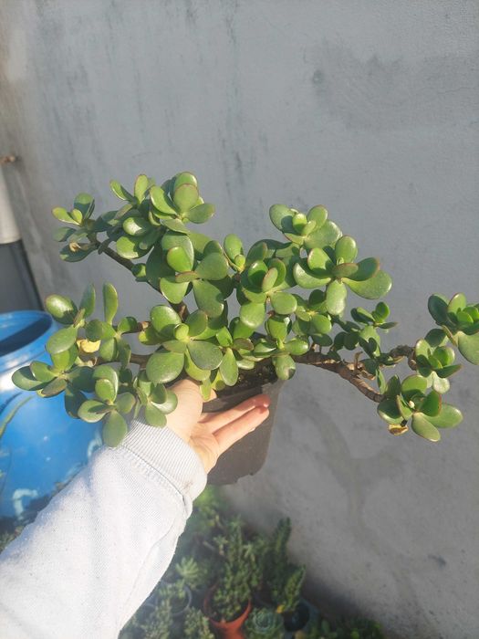 Suculentas 4€ cada