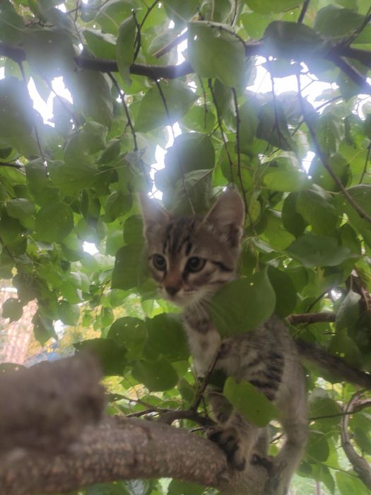 Кошенята котики коти