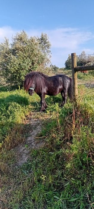Segue para venda pônei preto inteiro com oito anos muito mansinho montado e engatado