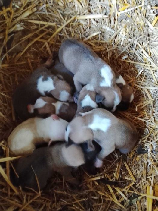 Продам шенків дуже гарні