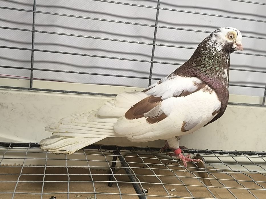 Gołębie zamojskie czerwono rabe, zmienniaki