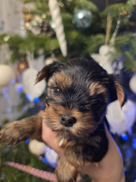 (Rezerwacja) York dziewczynka wielkość standard udokumentowane pochodz