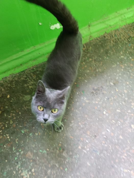 Срочно ищем новых или старых хозяев. Нашли кота. Кот.