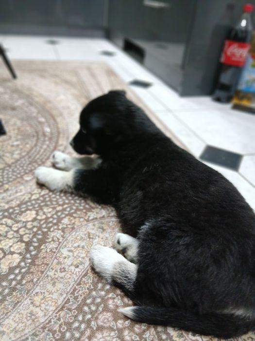 Безкоштовно песик