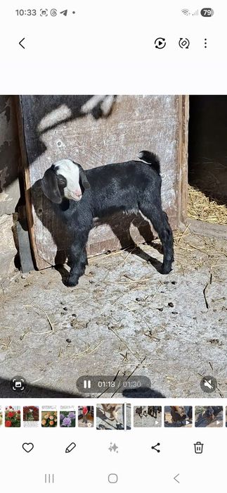 Продам козенят-англонубійців