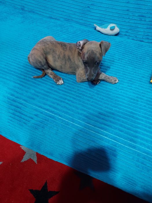 Chart Angielski Whippet piesek