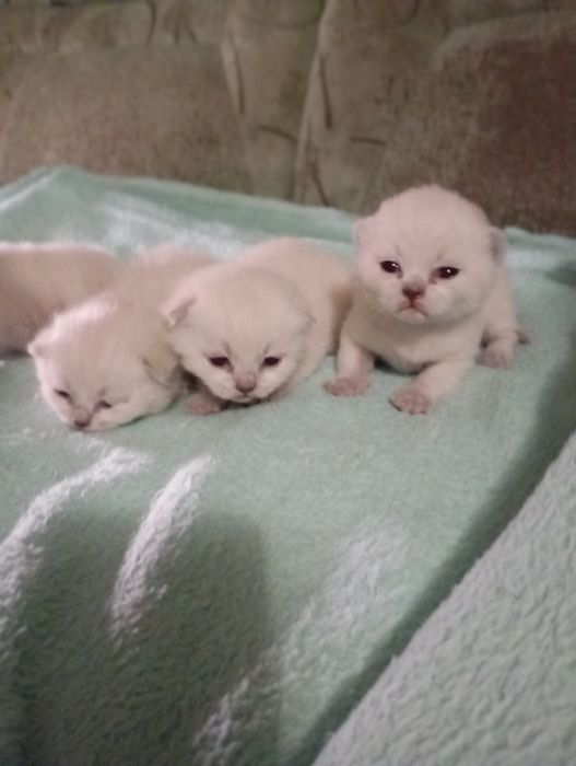 Відкрито бронювання на шотландських кошенят