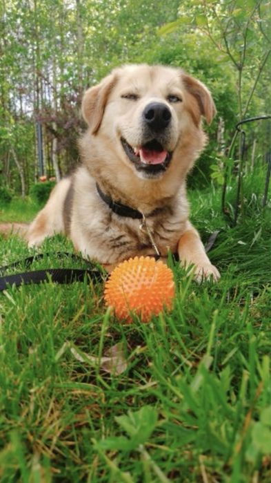 Zibo - inteligentny psiak o ogromnych pokładach energii