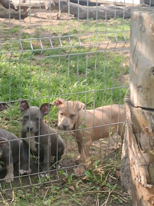 Amstaff, amstaf, American Staffordshire Terrier