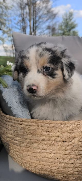 Owczarek australijski